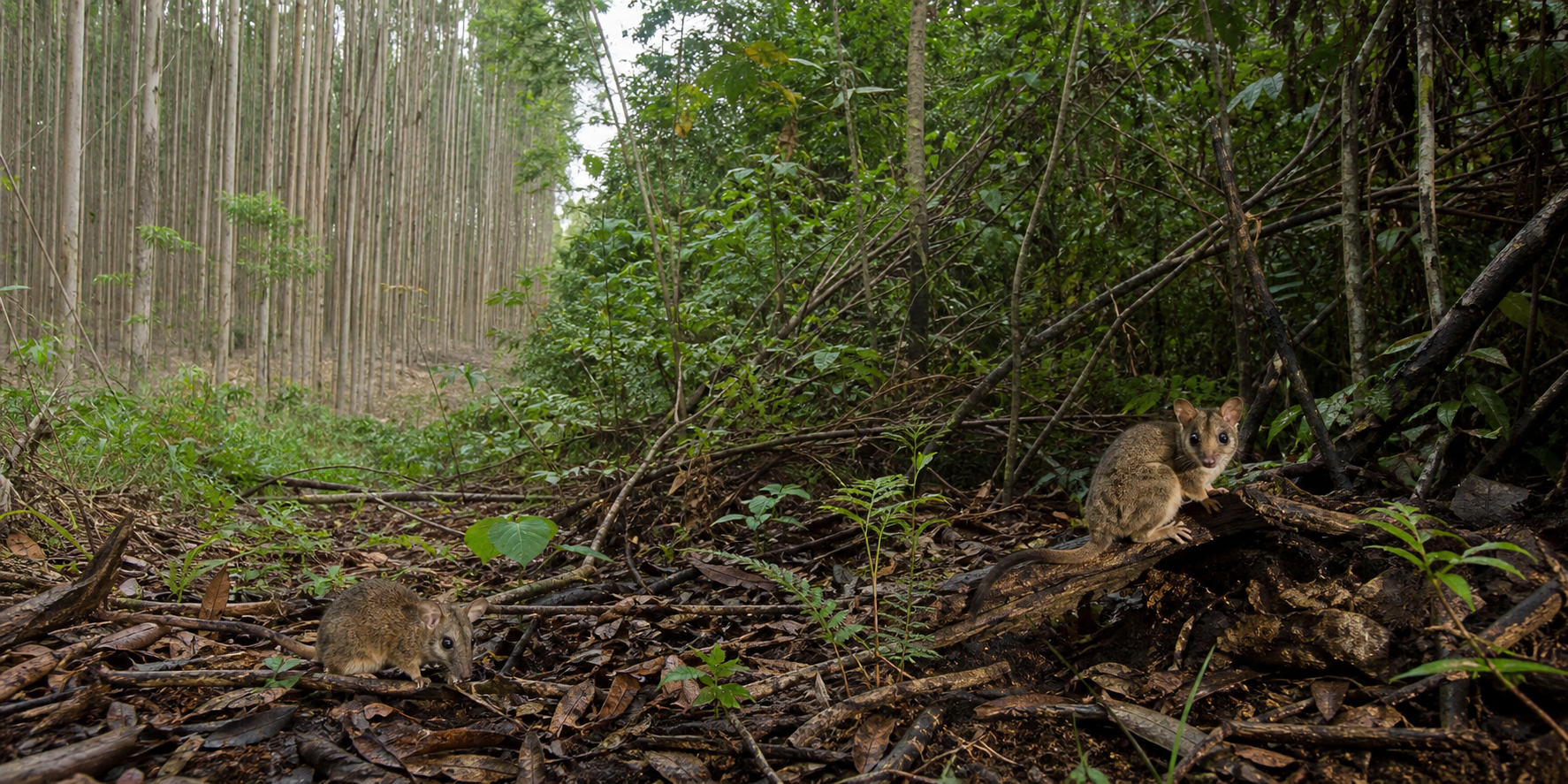 Unesp aponta relação entre cultivo estável e fauna